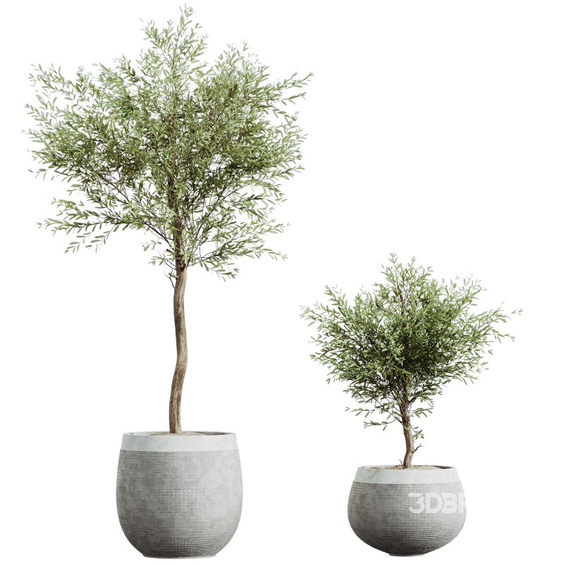 AV HousePlants Olive Elegant Mission Kalamata Leccino Arbequina Wilsonii Set01 Image 2