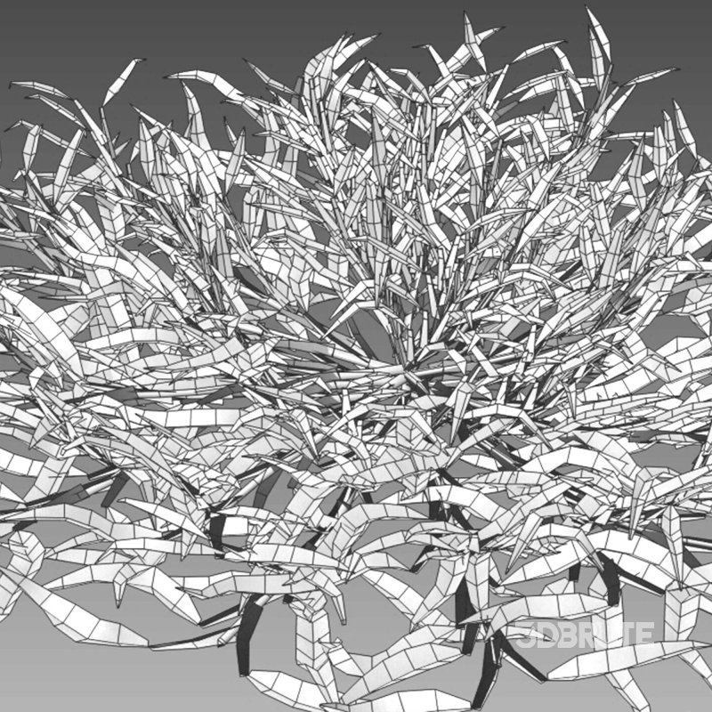 Eremochloa ophiuroides – cut 02 Image 10