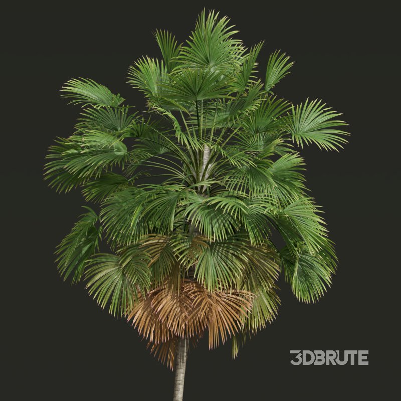 AV Christmas Palm Manila Palm Adonidia Veitchia Merrillii and Borassus Flabellifer Image 6