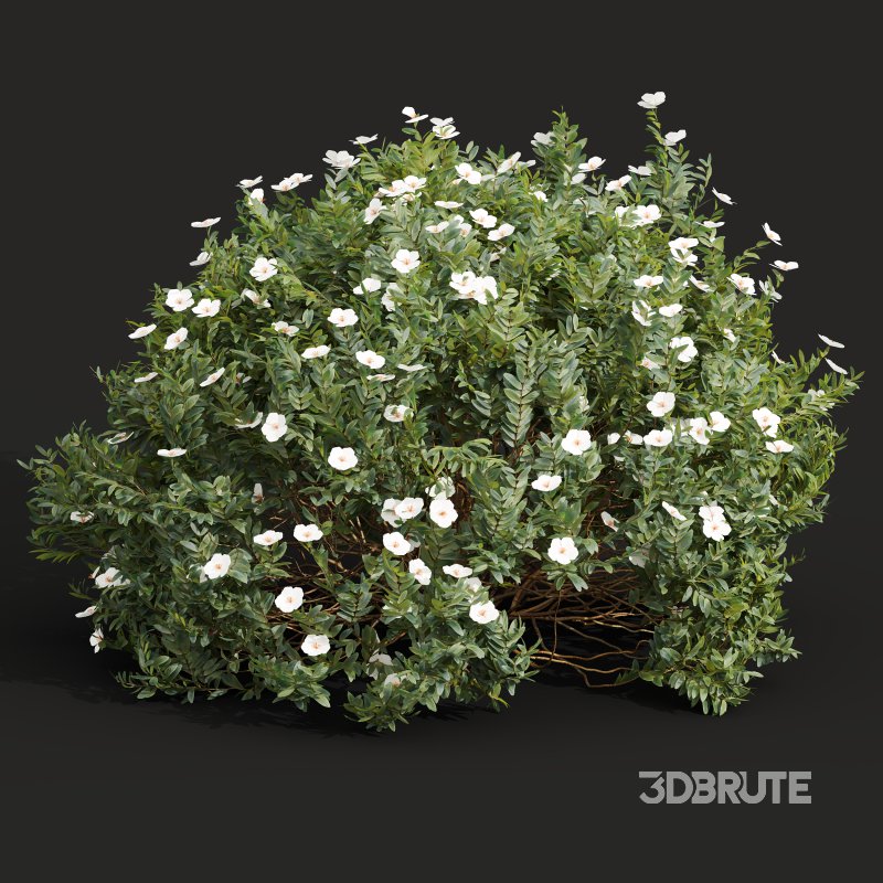 AV 5different bush Cistus Albidus Zistrose Flower White and Coronilla Valentina Glauca Image 8