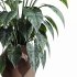AV HousePlants - Thumbnail 2