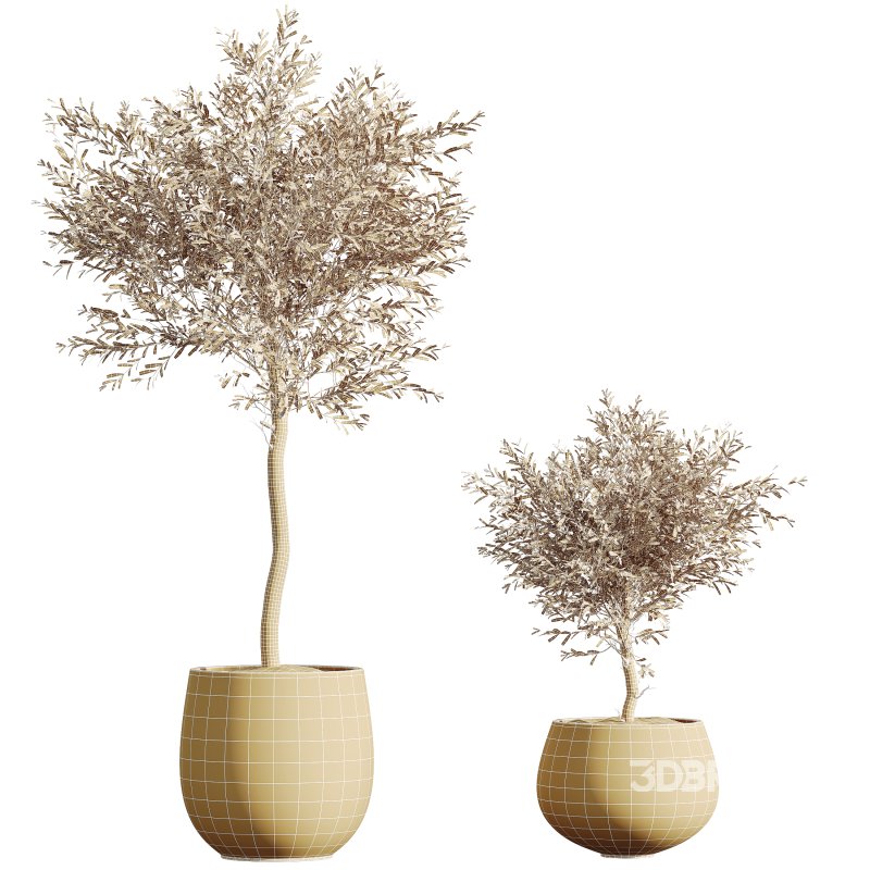 AV HousePlants Olive Elegant Mission Kalamata Leccino Arbequina Wilsonii Set01 Image 3