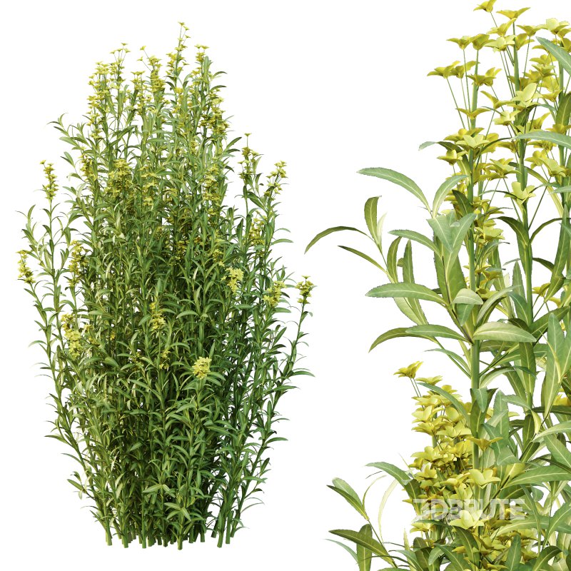 Euphorbia palustris Plant 01 Image 4