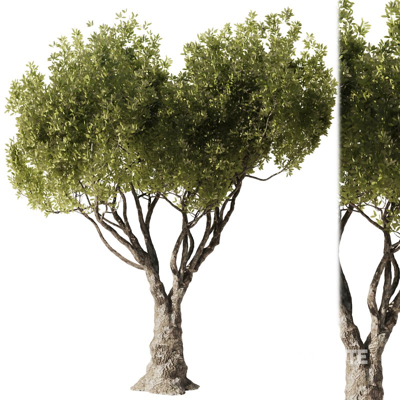 Olive Tree Set52 Image 1