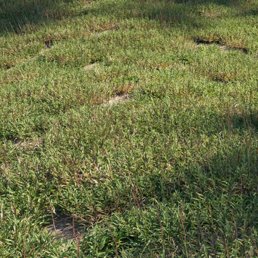Eremochloa ophiuroides – set 02