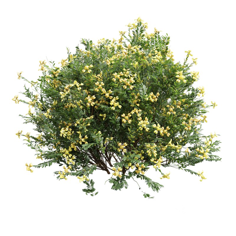 AV 5different bush Cistus Albidus Zistrose Flower White and Coronilla Valentina Glauca Image 3