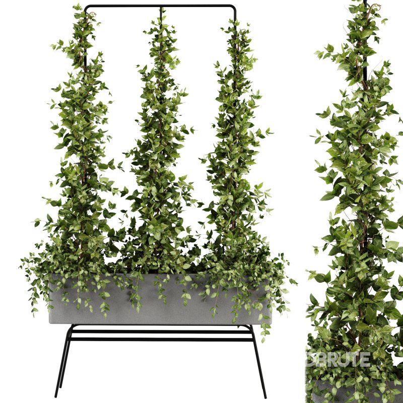 Outdoor Plants-Ivy Plant set38 Image 4