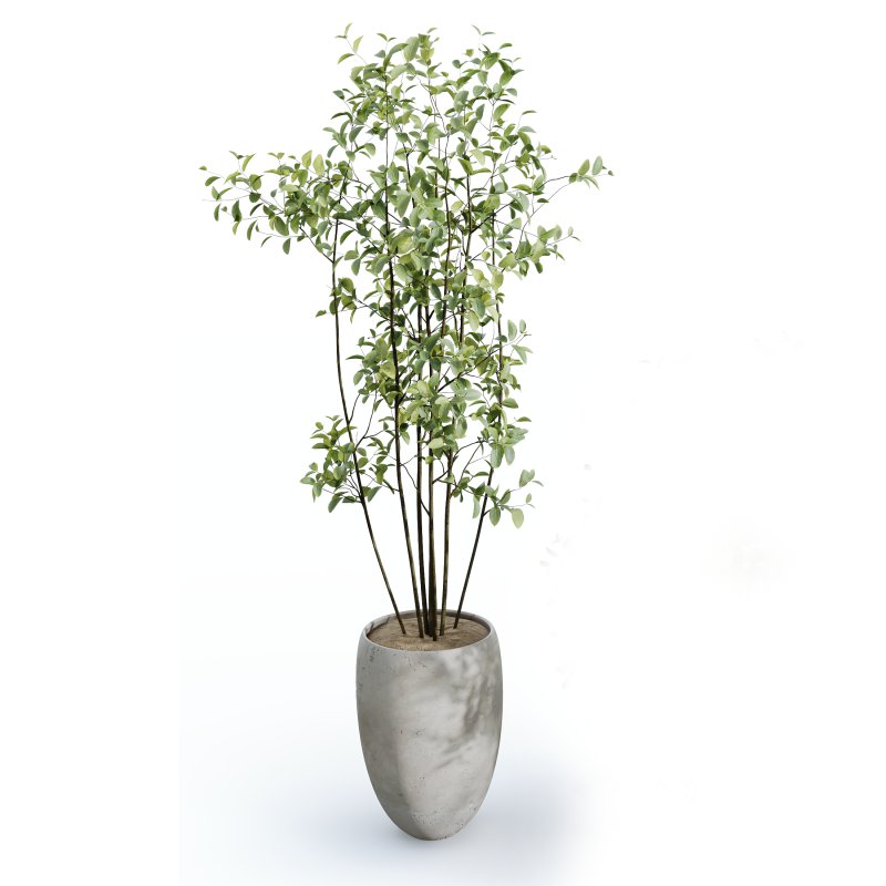 AV Indoor plants set 156 Beech Olea Europaea Olive Eucalyptu Joyplants Mini Fig Image 2