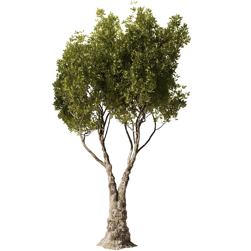 Olive Tree Set51 Image 4