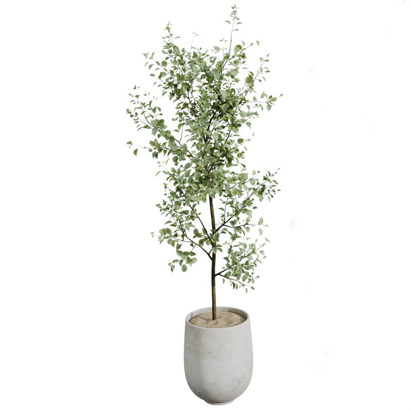 AV Indoor plants set 159 Europaea Olive Eucalyptu Joyplants and Spineless Yucca Aloifolia Rostrata Palm and Ravenala Banana Strelitzia Image 3