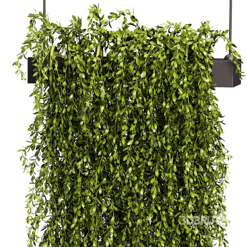Hanging plant Image 3