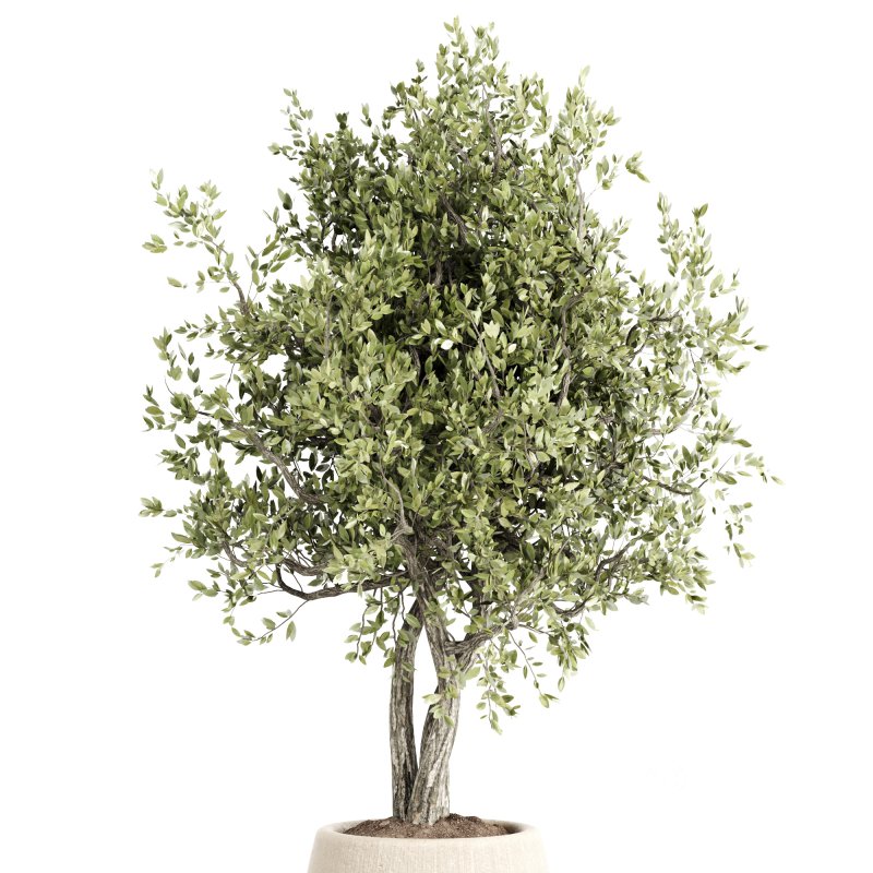 Indoor plants set161 Image 4