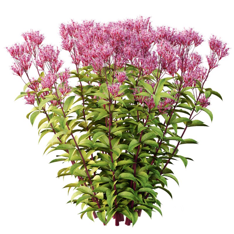 Eupatorium Purpureum Plant 02 Image 5