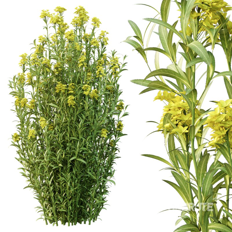 Euphorbia palustris Plant 03 Image 3