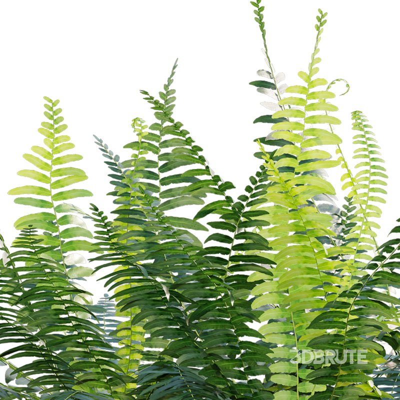 Microlepia strigosa – Fern Image 2