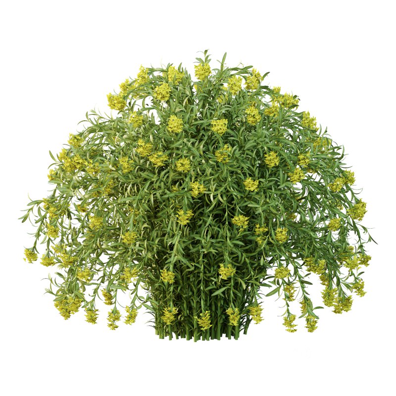 Euphorbia palustris Plant 04 Image 1