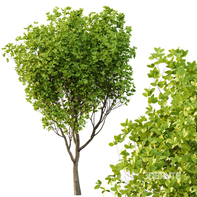 Fraxinus Rhynchophylla Tree 02 Image 2