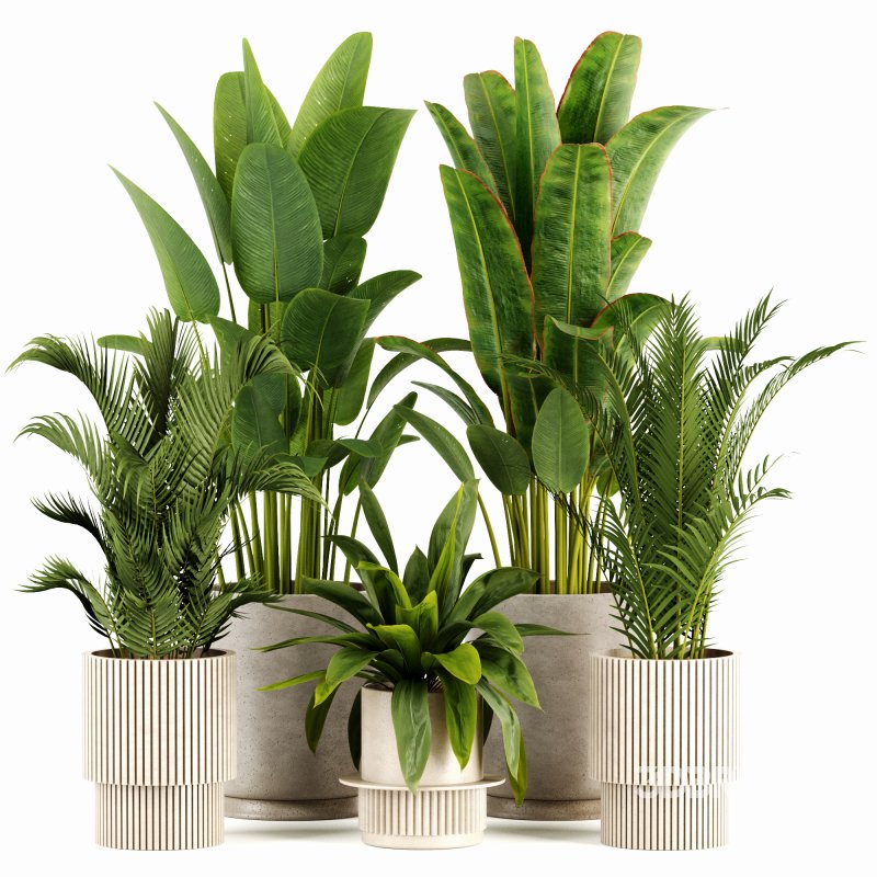 Indoor plants set159 Image 3