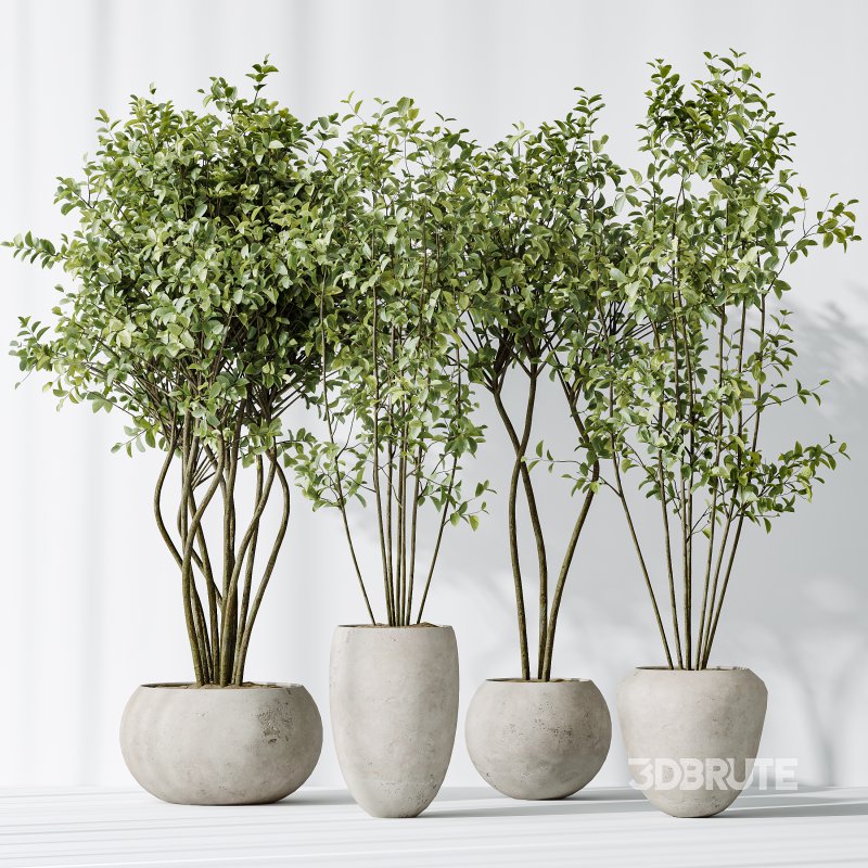 AV Indoor plants set 156 Beech Olea Europaea Olive Eucalyptu Joyplants Mini Fig Image 3