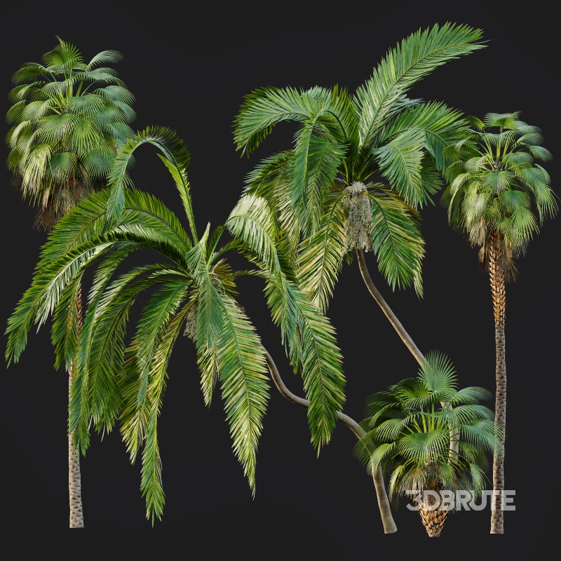 AV Queen Palm Trees Syagrus Romanzoffiana and Mexican Fan Palm Washingtonia Robusta trees Image 6