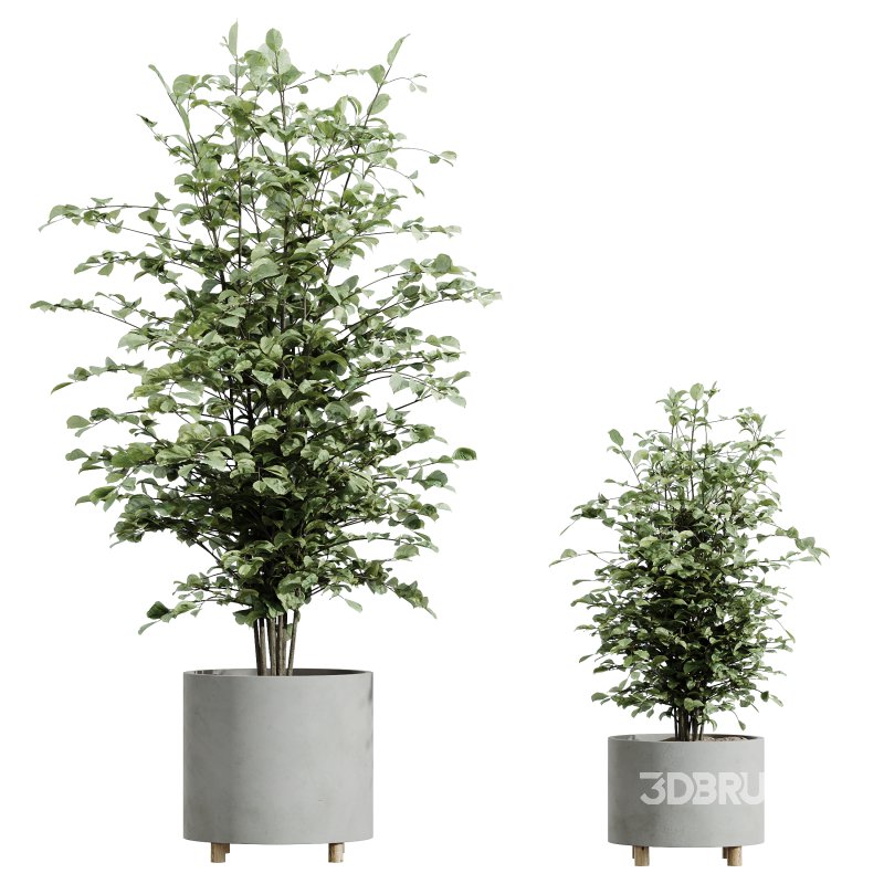 AV HousePlants Alnus Glutinosa Alder Betulaceae Schwarzerle Betulus Hazel Erle Set02 Image 2