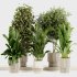 Indoor Plants set 166 - Thumbnail 2