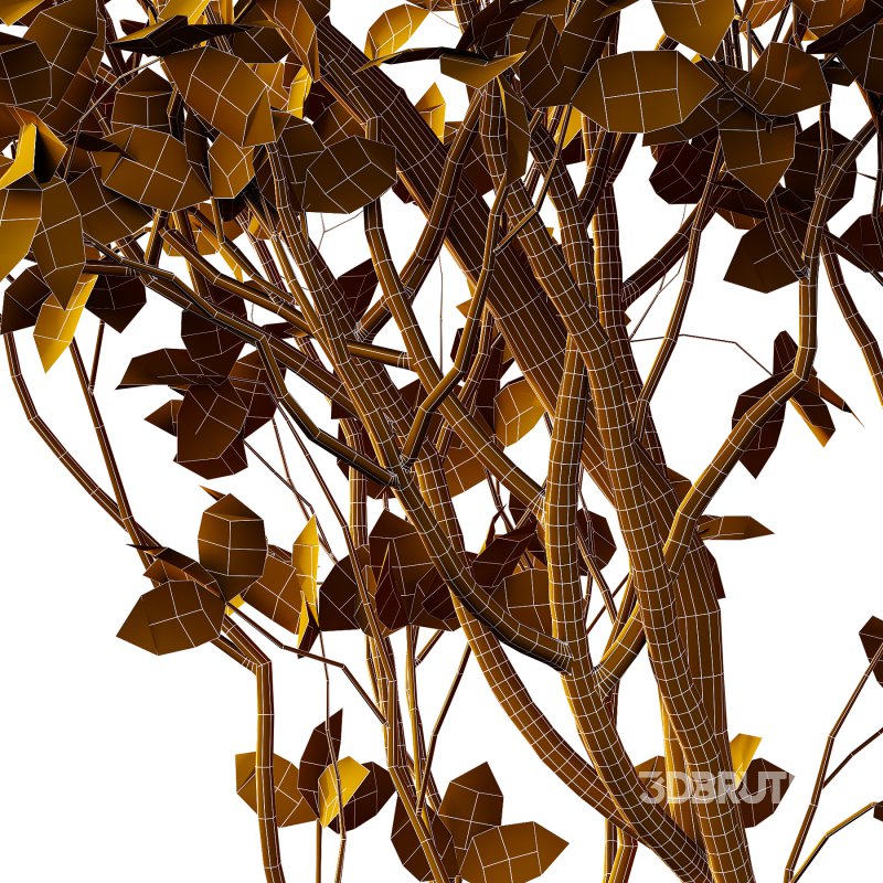 Fraxinus Rhynchophylla Tree 02 Image 4