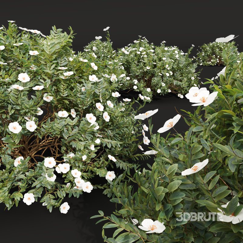 AV 5different bush Cistus Albidus Zistrose Flower White and Coronilla Valentina Glauca Image 10