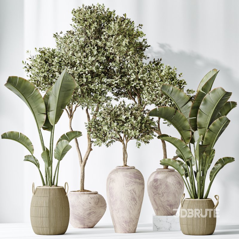 AV Indoor plants set 163 Mission Olive Tree and Ravenala Banana Strelitzia Nicolai Bird Of Paradise Image 4