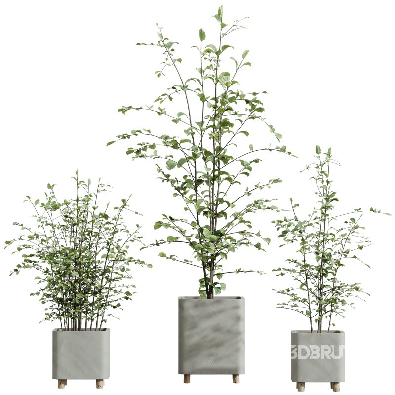 AV HousePlants Alnus Glutinosa Alder Betulaceae Schwarzerle Betulus Hazel Erle Set01 Image 2