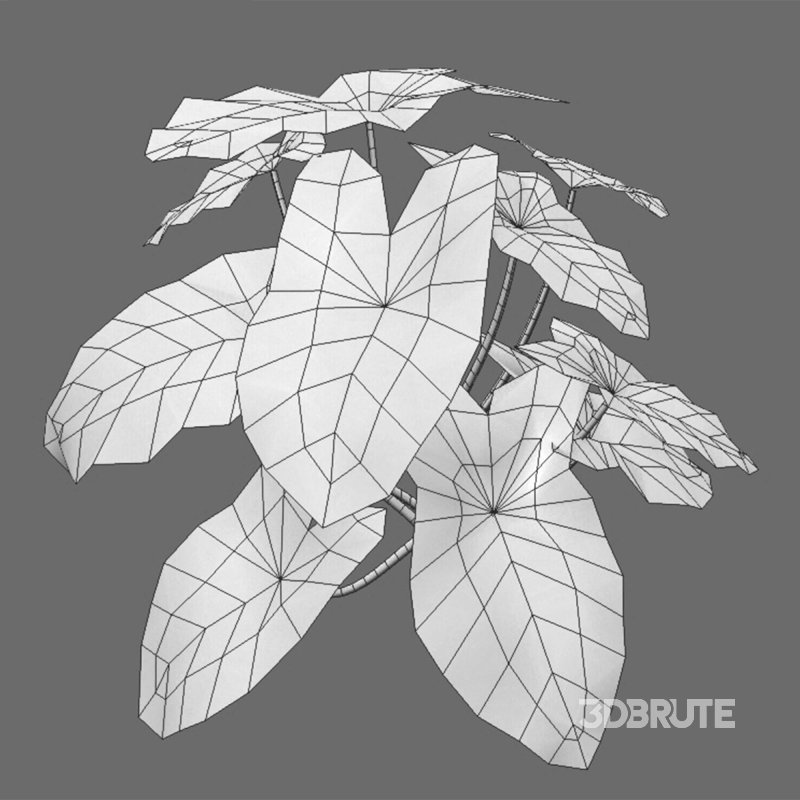 Aglaonema muntifolium Image 3