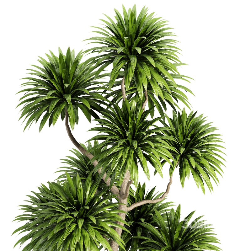 Indoor plent_06 Image 4