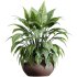 AV HousePlants Alocasia - Thumbnail 2