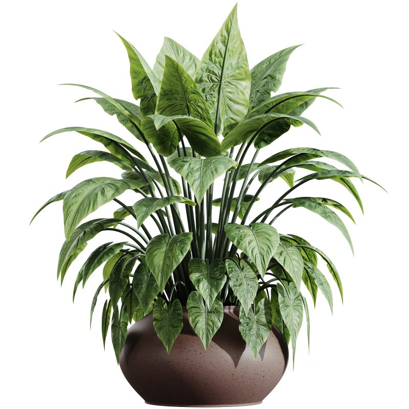 AV HousePlants Alocasia Image 2