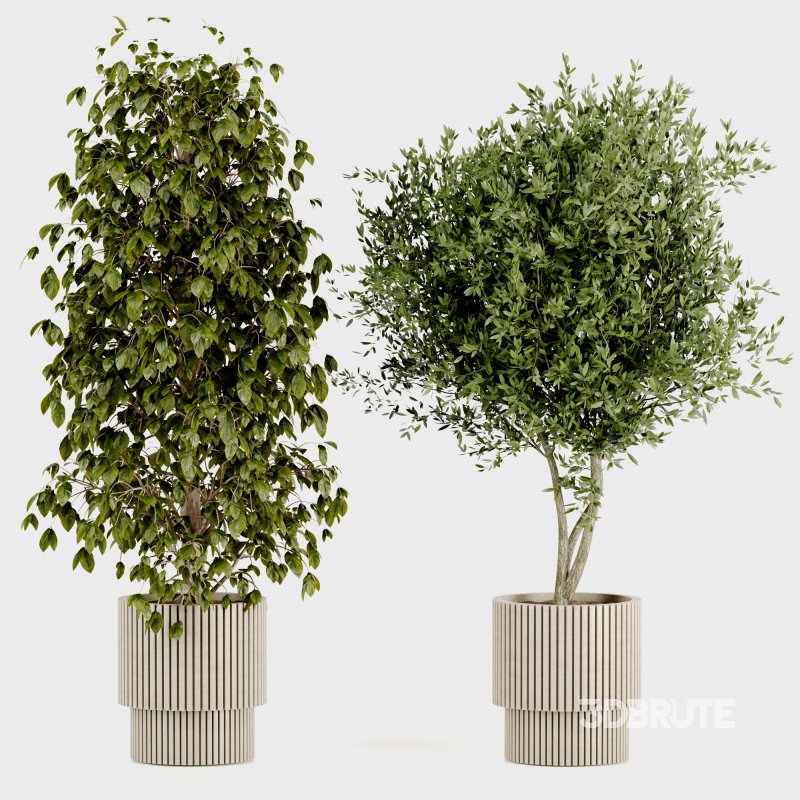 Indoor Plants set 166 Image 4