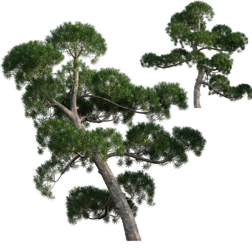 Podocarpus macrophyllus – yew plum pine 02