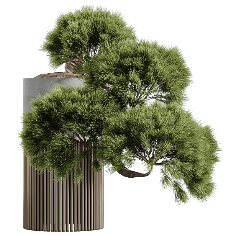 AV HousePlants set 169 Mission Kalamata Leccino Arbequina Wilsonii Chemlali Image 2