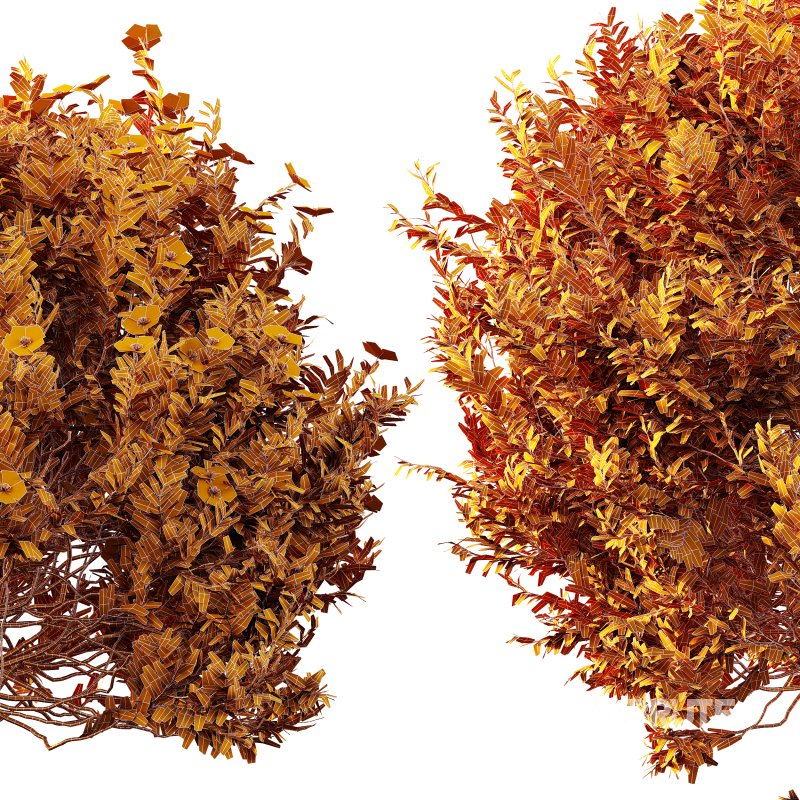 AV 5different bush Cistus Albidus Zistrose Flower White and Coronilla Valentina Glauca Image 15