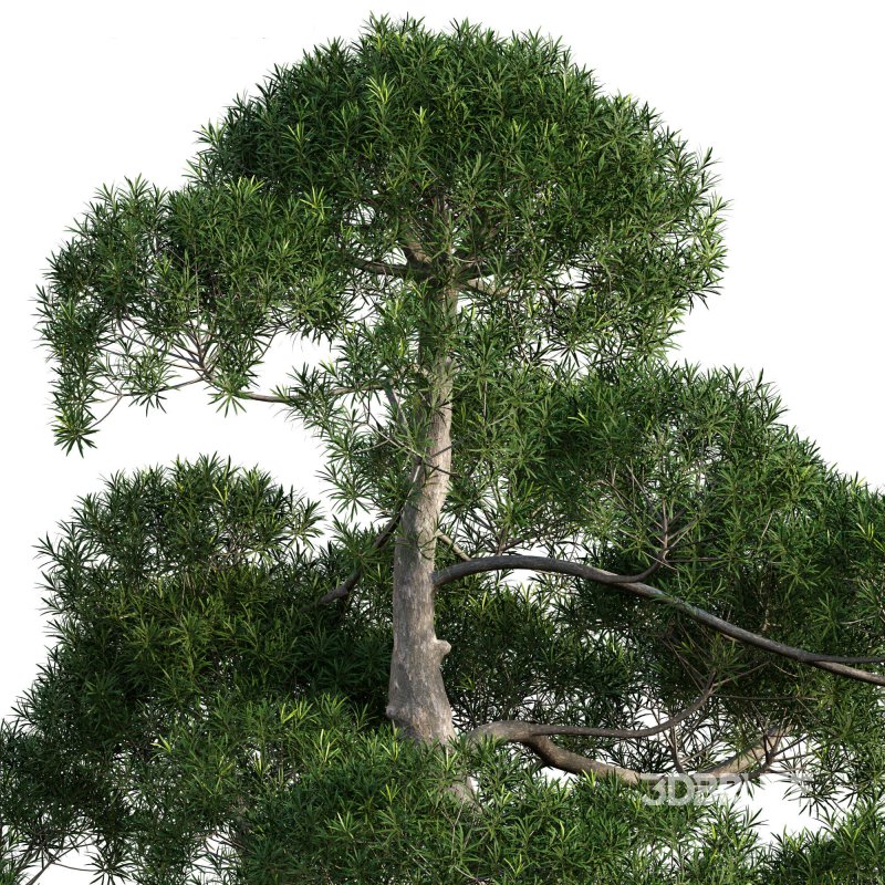 Podocarpus macrophyllus – yew plum pine 05 Image 2