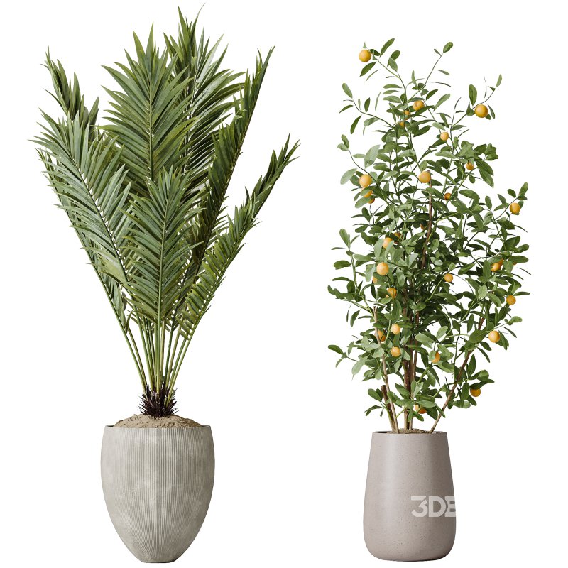 AV Indoor plants set 175 Areca Palm and Cunjevoi Alocasia Jardin and Mandarin Citrus Fruit Bonsai China Orange Tree Image 1