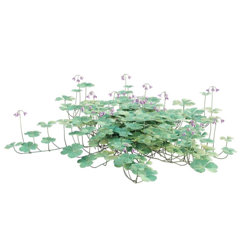 Trifolium – Oxalidaceae 02 Image 7