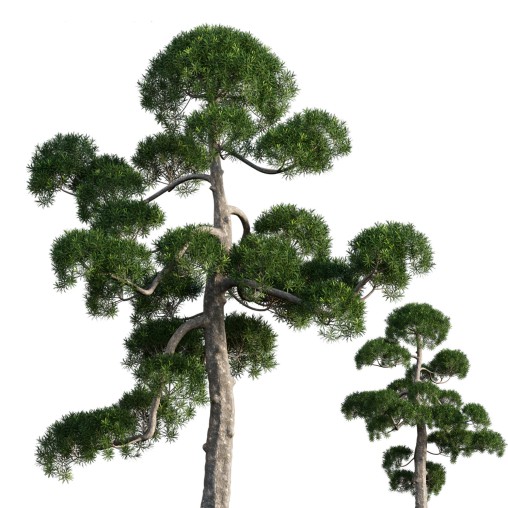 Podocarpus macrophyllus – yew plum pine 06