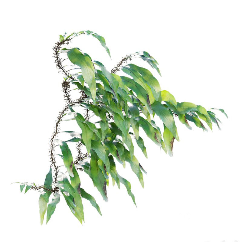 Neolepisorus fortunei Image 4