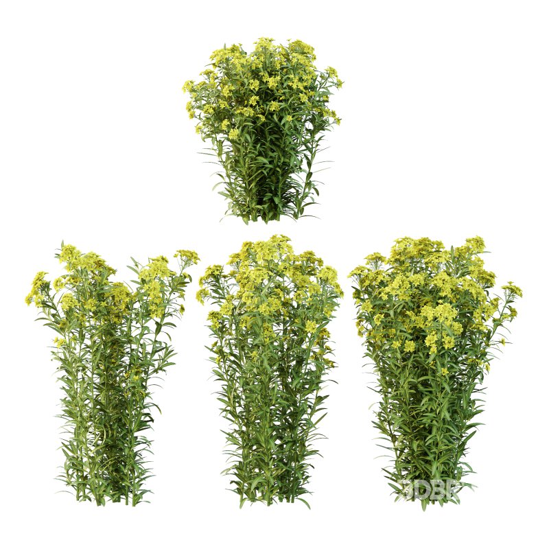 Euphorbia palustris Plant 05 Image 1