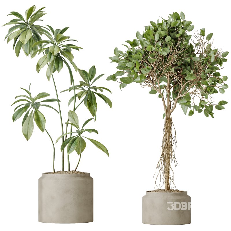 AV Indoor plants set 162 Mandarin Citrus Fruit Orange and Ficus Cyathistipula and Benjamina African Fig and Yucca Aloifolia Rostrata Palm Image 3