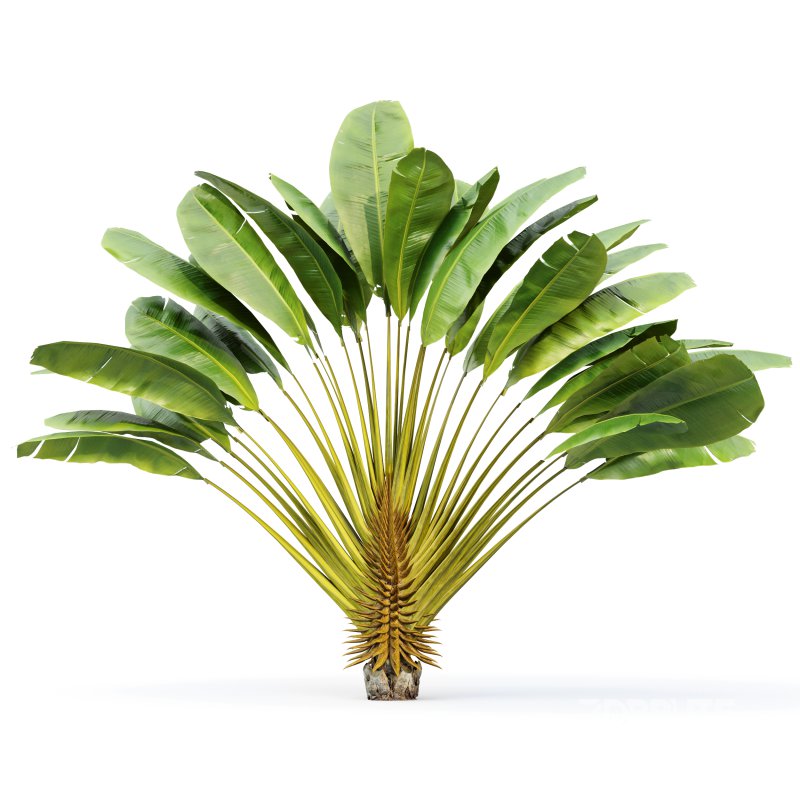 AV Ravenala Madagascariensis Travelers Palm and Areca Catechu Decorative Garden Fruit Image 3