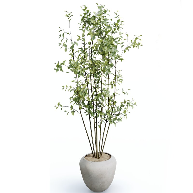 AV Indoor plants set 166 Beech Olea Europaea Olive Eucalyptu and Elegant Monstera Deliciosa and Ficus Cyathistipula Image 8