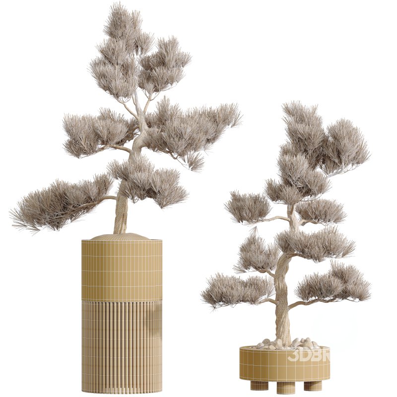 AV HousePlants Mission Kalamata Leccino Arbequina Wilsonii Chemlali Image 3