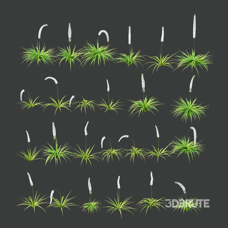 eremurus himalaicus Plant 01 Image 1