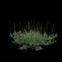 Eremochloa ophiuroides – wild - Thumbnail 3